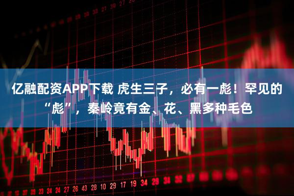 亿融配资APP下载 虎生三子，必有一彪！罕见的“彪”，秦岭竟有金、花、黑多种毛色